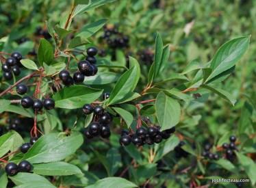 Zones 3-9 Black Chokeberry Aronia melanocarpa Very ornamental shrub growing to 8 with flowery blossoms and colorful, edible fruit. Prefers wet soils and full sunlight.