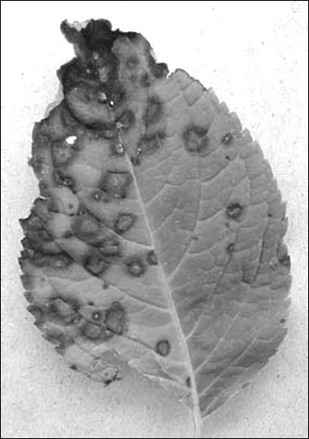 Page 4 Hydrangea Cercospora Leaf Spot is Active By John Hartman Cercospora leaf spot of hydrangea is being observed more often than usual this summer in home landscape plantings throughout Kentucky.