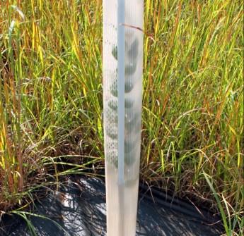 Tree Protectors Translucent tubes provide a protected, growth-friendly environment for seedlings.