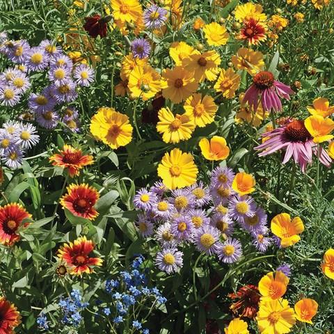 Bird & Butterfly Seed Mix The flowers in this blend attract Hummingbirds and butterflies all summer long.