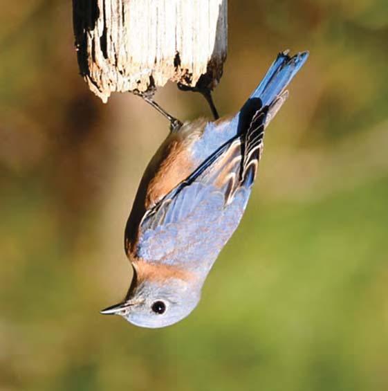 Winter Blues - Do Bluebirds Migrate? Do eastern bluebirds migrate?