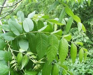 Makes an excellent tree for street or yard. Prefers full sun and acidic soil. It has a commercial value for furniture and lumber. Yields acorns that are round and ¾ 1inch t, thick, saucer-like cap.