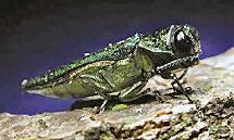 Emerald Ash Borer (EAB) Agrilus planipennis (Coleoptera: