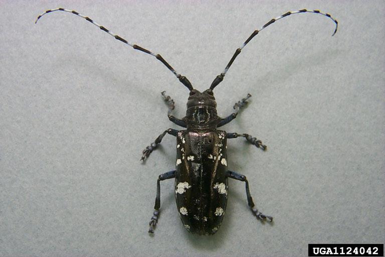 Asian Longhorn Beetle Shiny, black body Black and white, banded antennae 1 1/2 Irregular, white, or yellowish spots Native to Asia Broad