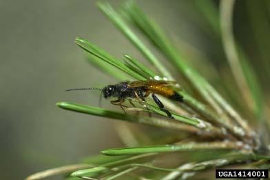 Sirex Woodwasp Detected regularly at ports-of-entry in wooden packing materials Single U.S. infestation NY (2005) Many pine spp.