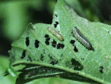 Viburnum Leaf Beetle Coleoptera: Chrysomelidae