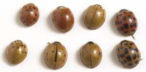 Multicolored Asian Lady Beetle (MALB) Occurs in UT Accidental & intentional releases Tremendous variance in