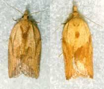 LBAM Life History and Identification 3/8-1/2 inch long moth Bell shaped Color & pattern