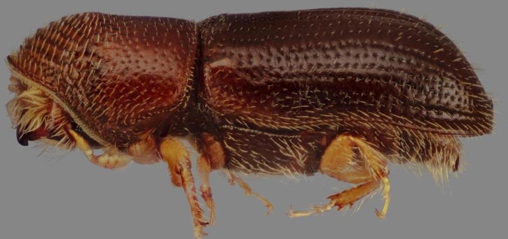 reddish-brown bark beetle Native to