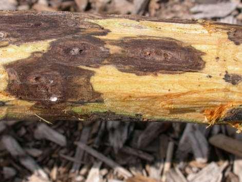 Symptoms of Thousand Cankers Disease develop following sustained