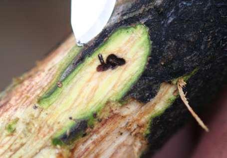 Imidacloprid soil drenches/injections? The fungus grows ahead of the beetle.