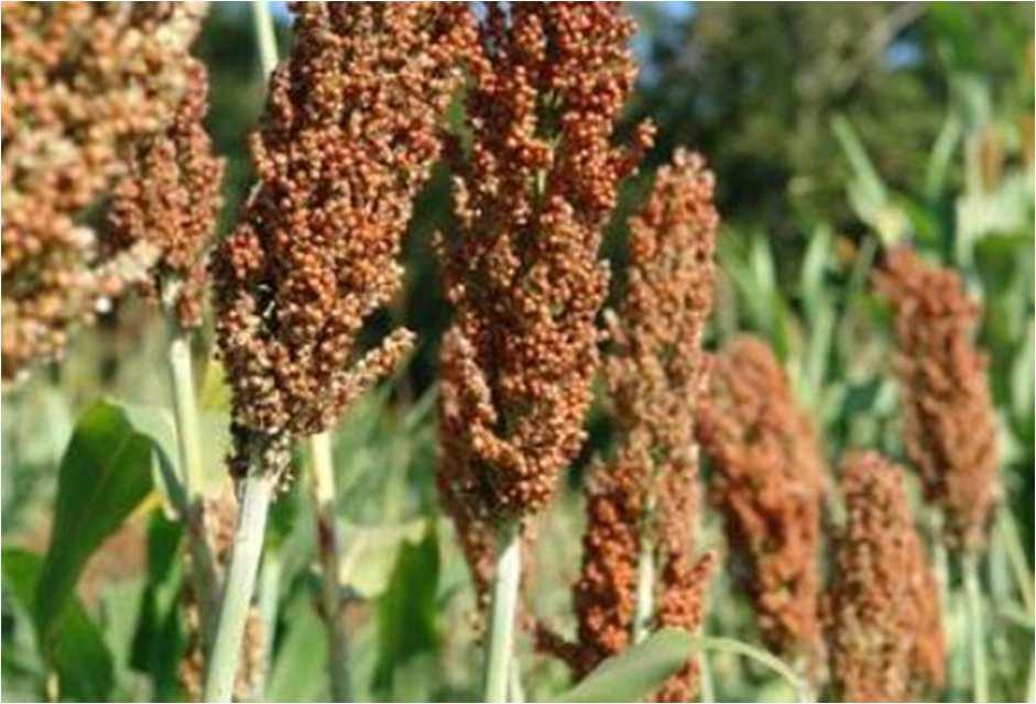 EC NORMS FOR SORGHUM SEED MARKETING VARIETIES REGISTRATION Council directive 2002/53/EC DUS and VCU testing EU catalogue: