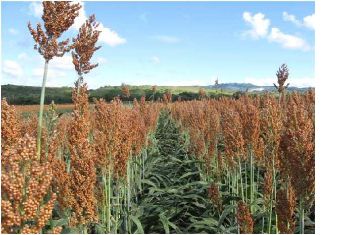 Focus on impurities Five off-types or variants: EC NORMS FOR SORGHUM SEED MARKETING CONDITIONS FOR CROP CERTIFICATION - grain outcrosses, - height mutation, - forage