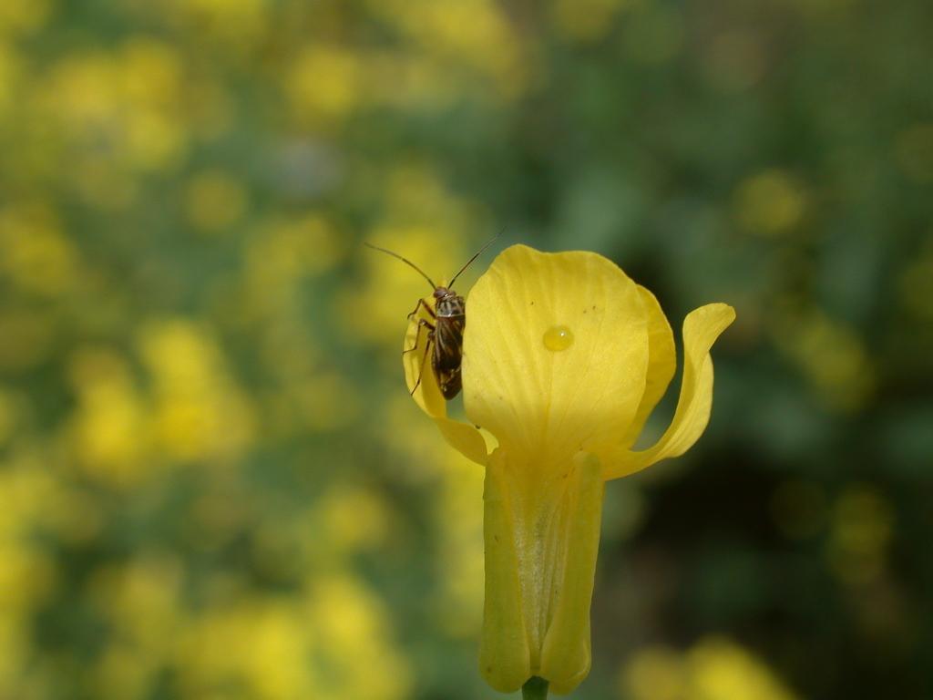 Honeybees, Beauveria bassiana, Lygus bugs and canola: a field crop We used pollinator-vector