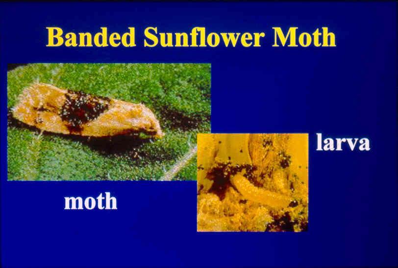 Pollinator biocontrol vector technology: Protecting sunflowers Bacillus thuringiensis kurstaki