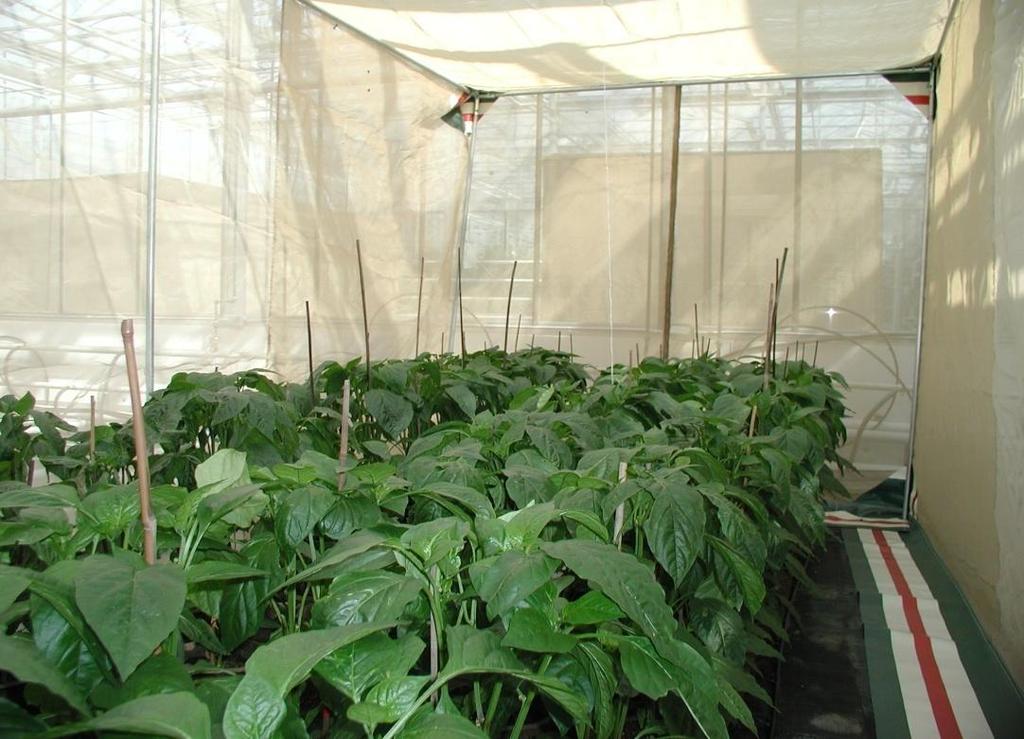 Greenhouse pepper