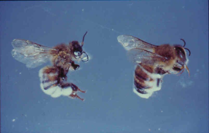 Vector/Pollinator safety is important Honeybees dead from