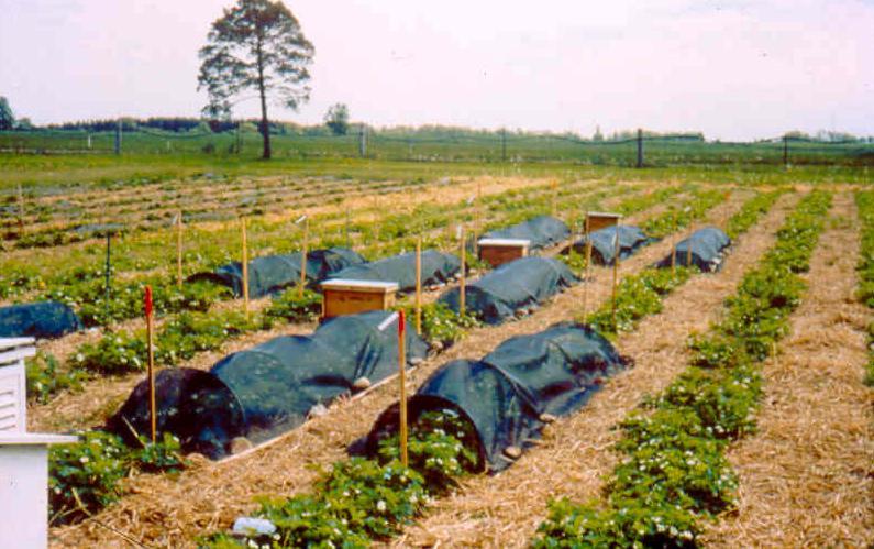 Pollinator Biocontrol Vector Technology (PBVT): Background The antagonistic fungus delivered by honeybees to strawberries resulted in