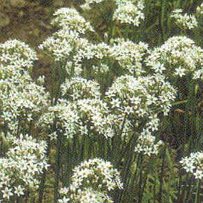 CHIVES GARLIC Allium Tubersoum CHRYSANTHEMUM Matricaria Feverfew Use like