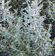 4 6 LEMON BALM Lemon Balm 9a Perennial, decorative silver green foliage and