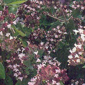 Oregano Golden Herb Origanum vulgare 'Aureum 5 Aug-Sept 4 2 4a Summer 6 Highly