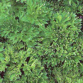 green foliage. Minty orange fragrance. Great for moist locations.
