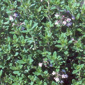 9 6 3 9a 4a THYMUS English THYMUS vulgaris Aromatic fresh or dried leaves