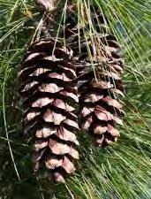 white pine Pinus strobus needled evergreen tree Height at Maturity: