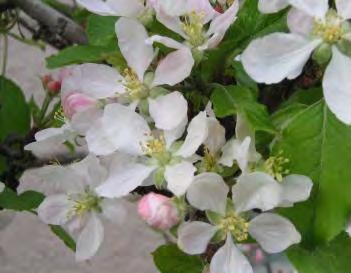 Fuji apple Malus domestica Fuji fruit tree (self-pollinating) Height at