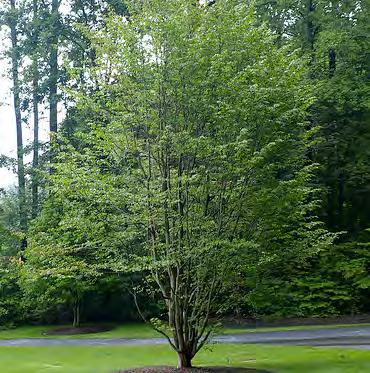 mature trees exfoliates to show green, white or tan patches Seasonal
