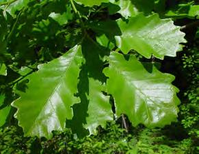 swamp white oak Quercus bicolor large shade tree Height at Maturity: 50-60 feet Spread at
