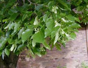 American linden Tilia americana large shade tree Height at Maturity: 50-80 feet Spread at Maturity:
