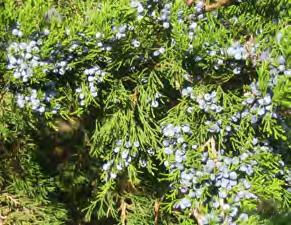 red cedar juniperus virginiana needled evergreen tree Height at Maturity: 30-65 feet Spread at Maturity: