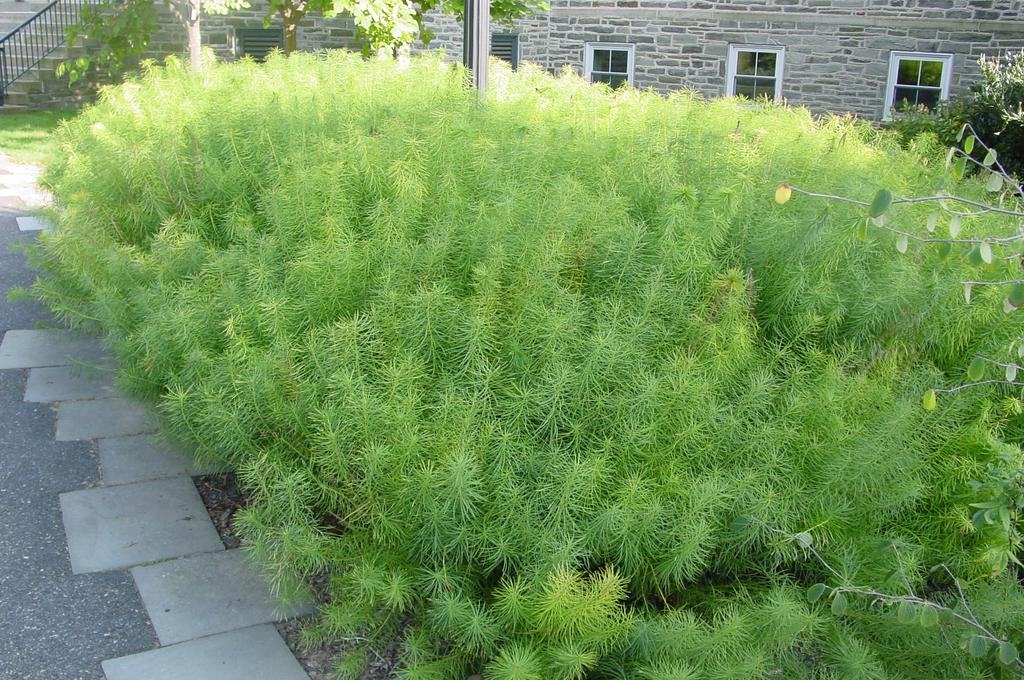 HERBACEOUS PERENNIAL Arkansas Blue Star, Amsonia hubrectii Hardiness Zones 4 to 10 Full Sun to Partial Shade A lthough native to the south central United States, Arkansas blue star (Amsonia