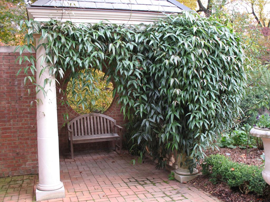 Online Plant Guide Online Plant Guide EVERGREEN VINE Armand Clematis, Clematis armandii Hardiness Zones 7 to 9 Full Sun to Partial Shade U nlike other clematis that are prized for their flowers,