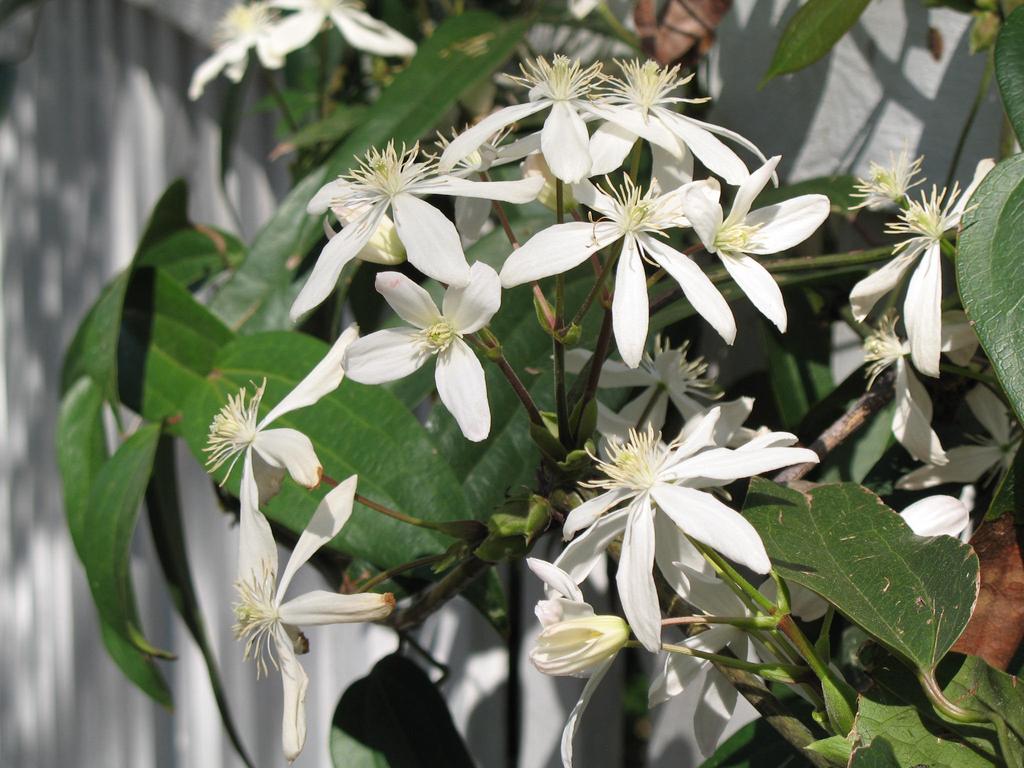 Its glossy, evergreen leaves are attractive year round and provide visual interest to fences, arbors, trellises, walls or pergolas. Spring flowers are an added bonus of armand clematis.