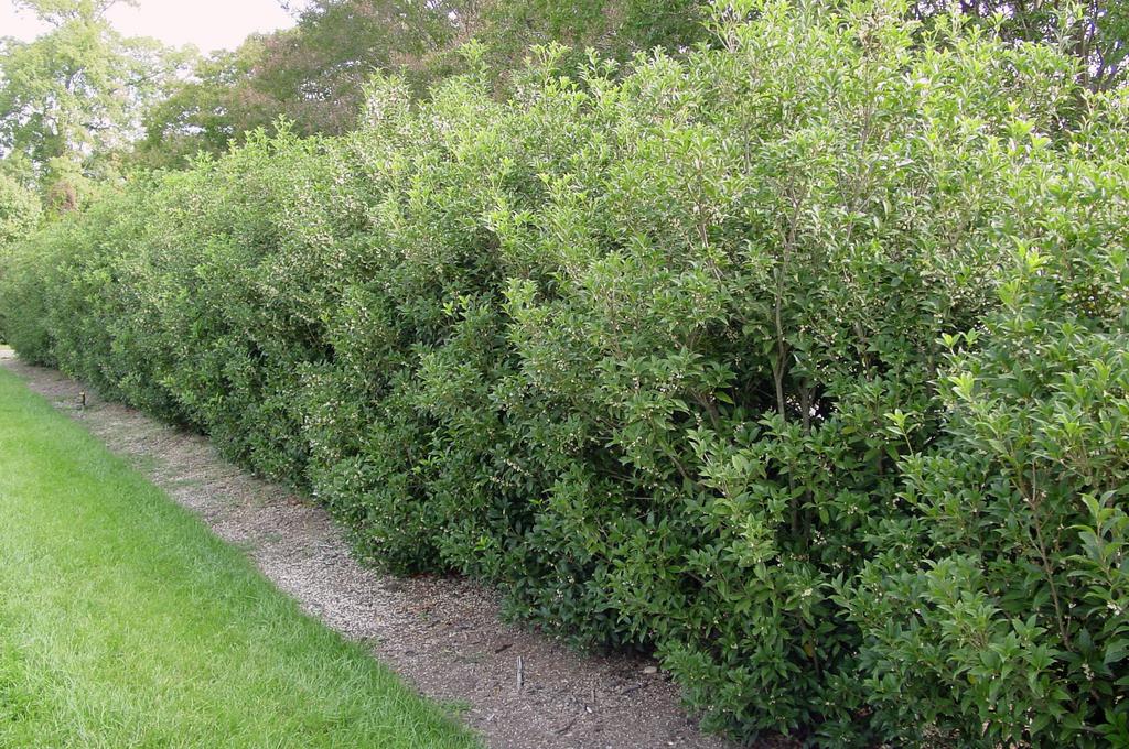 EVERGREEN SHRUB Fragrant Tea Olive, Osmanthus fragrans Hardiness Zones 7 to 10 Full Sun to Partial Shade F Matthew Chappell or a heavenly scent in the landscape, plant fragrant tea olive (Osmanthus