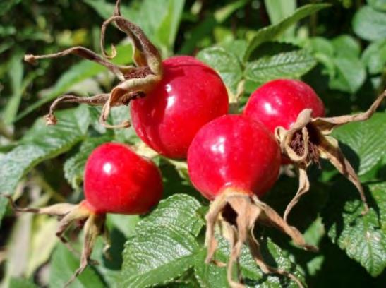 ROSE HIPS Rose hips are the