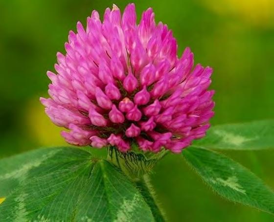 RED CLOVER One of the richest sources of isoflavones- water soluble chemicals that act