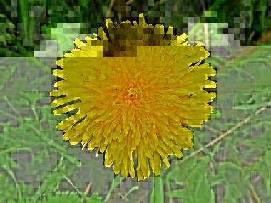 DANDELION Invasive species in the area Flowers in early spring Use greens before the
