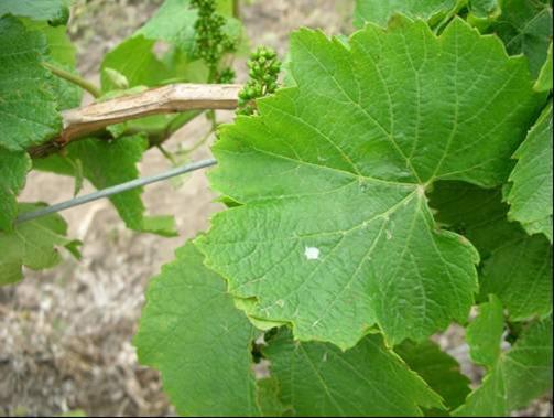 In autumn, egg masses are often laid on vines and broadleaf weeds such as capeweed (Arctotheca calendula) and docks (Rumex spp.), or on cover crops such as clovers (Trifolium spp.