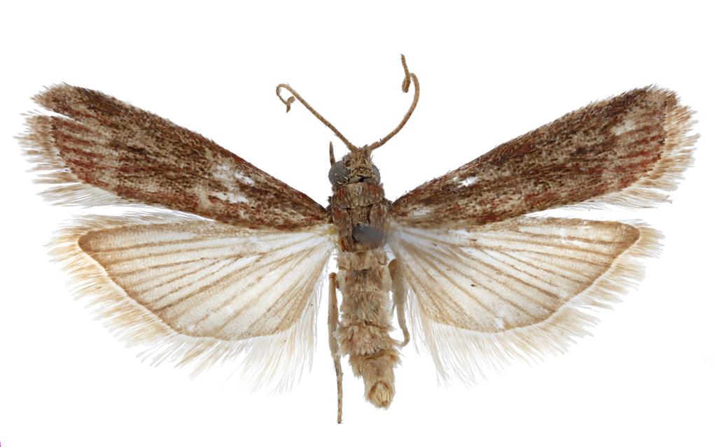 3) 2) Moths have an overall shape that is similar to the outline depicted in Fig. 3. Note that moths caught on their side or back may have a different outline.