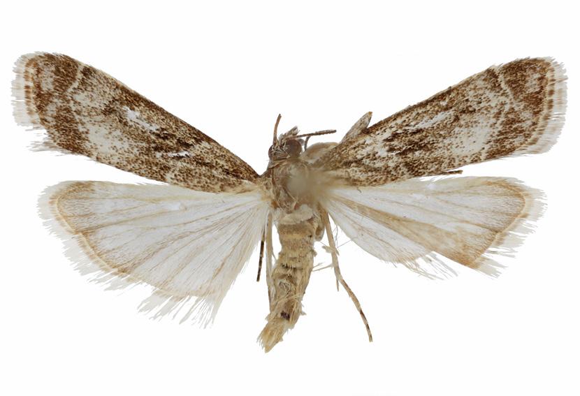 fovealis (Figs. 11-12), the European pepper moth. This species is a greenhouse pest native to Europe that was first detected in California in 2005.