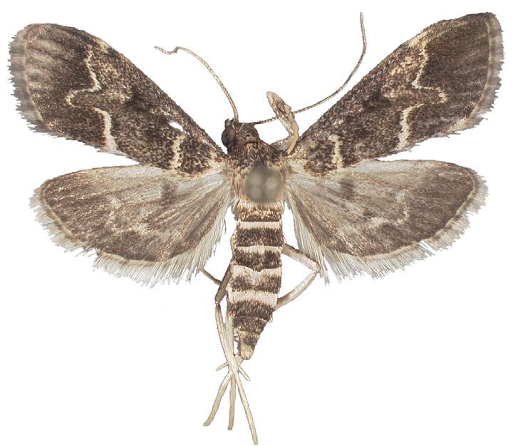 The two species can be easily separated by forewing pattern: the forewings of D. fovealis are gray to grayish brown with white transverse lines, the outermost line projecting towards the termen.