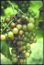 Fungus overwinters in diseased fruit, wood or other tissues Spores dispersed by rain and wind Infection of berries through pedicels occurs between bloom