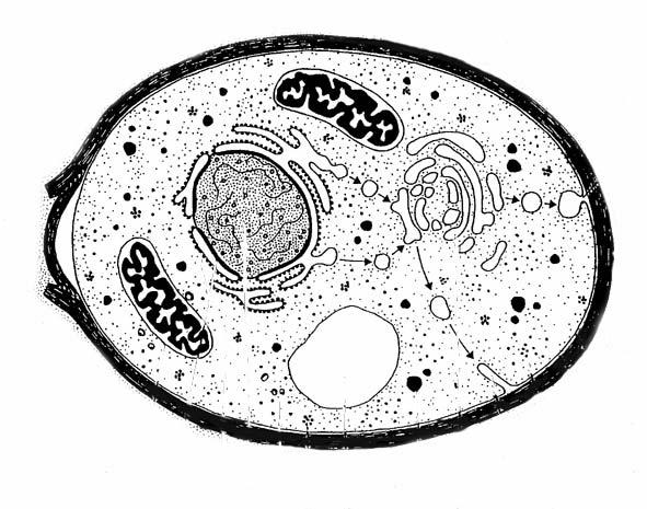 Yeast Cell Yeast