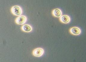 Oenococcus Saccharomyces Without