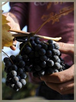 known for its heavy tannins, high acidity and deep colour