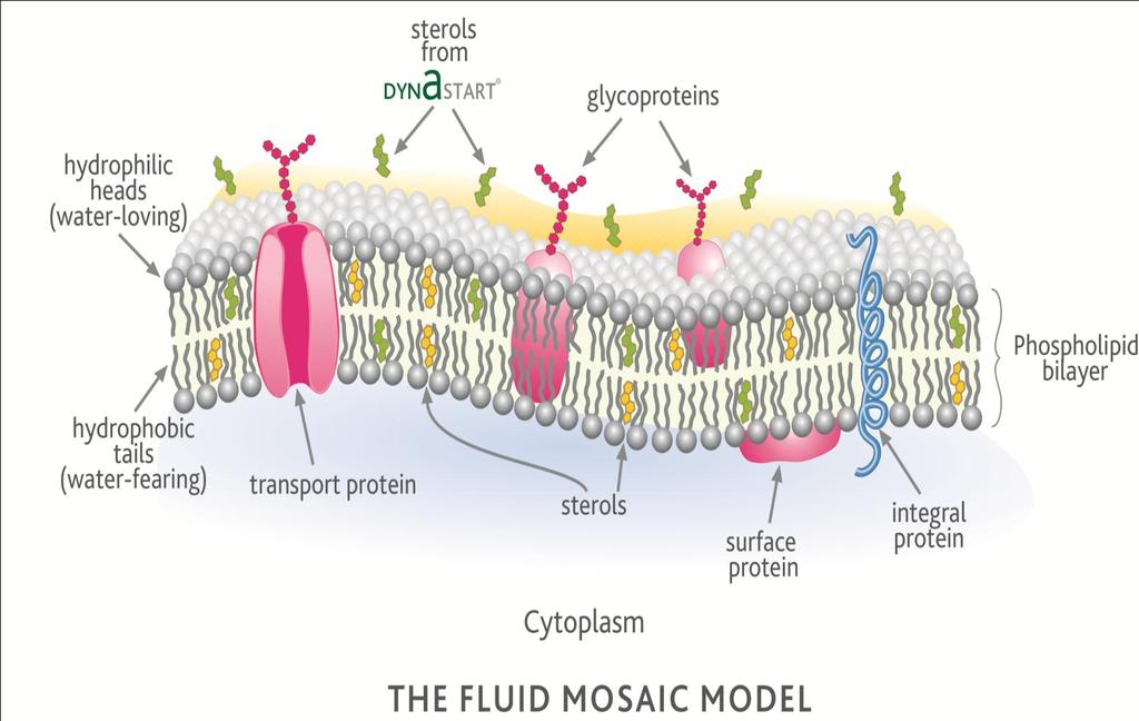 Protection and Survival Factors A schematic representation of the yeast cell membrane illustrating
