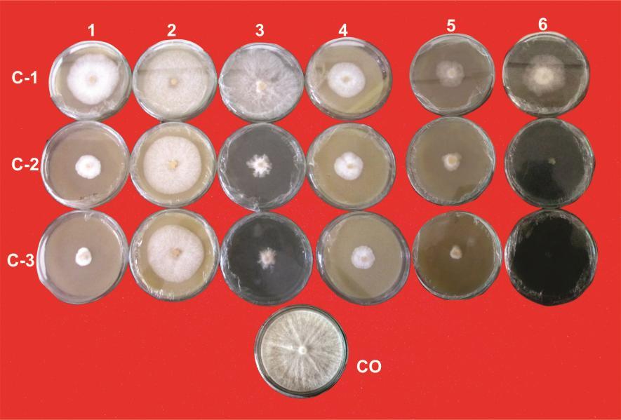 Figure 4 Effect of different concentrations of non-systemic fungicides and combi- products on Phytophthora capsici (Plate.